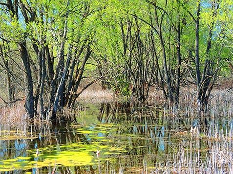 Spring Swamp_DSCF01860.jpg - Photographed at Port Elmsley, Ontario, Canada.
